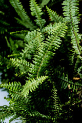fern leaves in the garden greenery