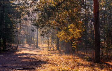 Obraz premium Sunny morning in the autumn forest. The rays of the sun illuminate the rusty leaves beautifully. A light mist enveloped the trees.