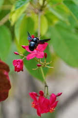 Fototapeta na wymiar Black bee in flight against the background of a red flower.