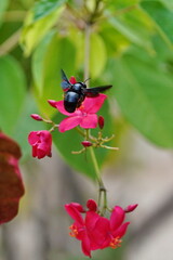 Black bee in flight against the background of a red flower.