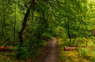 Fototapeta premium Forest path surrounded by green trees. Walk in the park. Hiking.