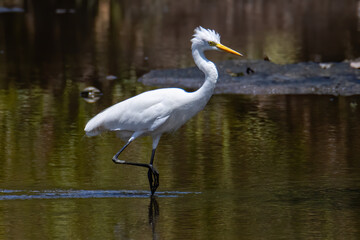 Nature wildlife image of Egret bird on wetland center in Kota Kinabalu, Sabah, Malaysia. Cattle egret bird Chilling