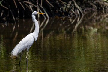 Nature wildlife image of Egret bird on wetland center in Kota Kinabalu, Sabah, Malaysia. Cattle egret bird Chilling