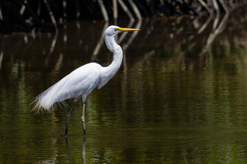 Nature wildlife image of Egret bird on wetland center in Kota Kinabalu, Sabah, Malaysia. Cattle egret bird Chilling