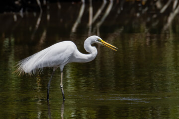 Nature wildlife image of Egret bird on wetland center in Kota Kinabalu, Sabah, Malaysia. Cattle egret bird Chilling