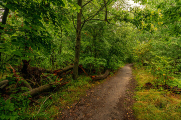 Forest path surrounded by green trees. Walk in the park. Hiking.