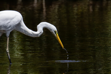 Nature wildlife image of Egret bird on wetland center in Kota Kinabalu, Sabah, Malaysia. Cattle...