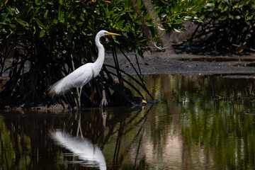 Nature wildlife image of Egret bird on wetland center in Kota Kinabalu, Sabah, Malaysia. Cattle egret bird Chilling