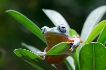 Fototapeta premium Javan tree frog front view on green leaves