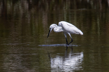 Nature wildlife image of Egret bird on wetland center in Kota Kinabalu, Sabah, Malaysia. Cattle egret bird Chilling
