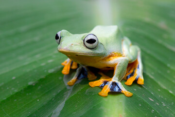 Javan tree frog front view on green leaves