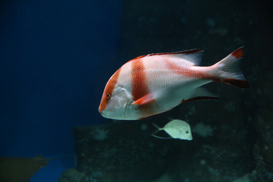 Lutjanus Sebae (Cuvier) - Emperor red snapper / Emperor Bream. Fish in the aquarium. Fish underwater.