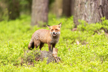 Cute Red Fox, Vulpes vulpes in fall forest. Beautiful animal in the nature habitat. Wildlife scene from the wild nature. Red fox running in orange autumn leaves