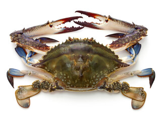 Japanese blue crab called Watarigani in Japan.