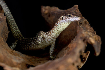 Varanus Nebulosus lizard climbing on wood with black backgron, ''Clouded Monitor'' 
