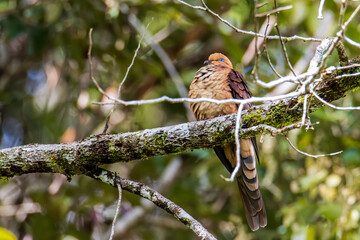Nature wildlife image of The little cuckoo-dove perched in the middle of the foresting nature.