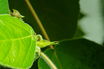 Leaves of mulberry paper