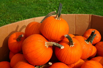 Display of round orange pumpkins at the farmers market in the fall