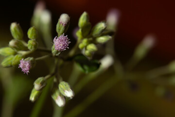 Some pollen that has already bloomed