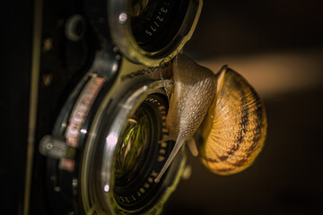 Caracol sobre lente de camara