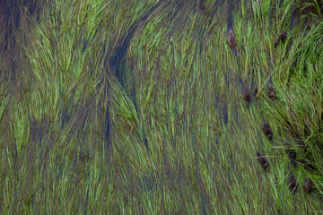 Long green algae swim in river water with ducklings
