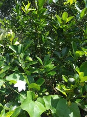 green leaves of a tree