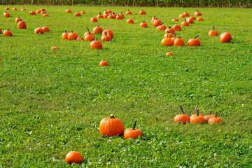 Round orange pumpkins on the grass in the fall
