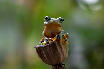 Javan tree frog front view on dry bud