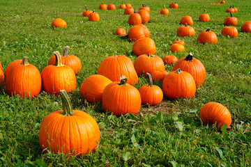 Round orange pumpkins on the grass in the fall