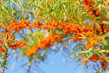Naklejka na ściany i meble Branch of orange sea buckthorn berries