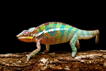 Beautiful of chameleon panther, chameleon panther on branch