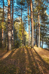 Autumnal forest, illuminated by evening sun