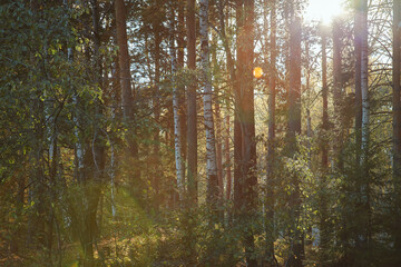 Autumnal forest, illuminated by evening sun