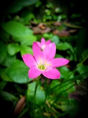 pink lotus flower