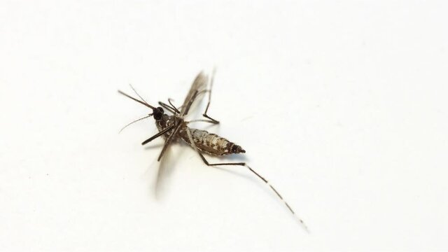 Tiger mosquito lying on back on a white table, close up. The Asian mosquito was hit by insecticides, macro view.