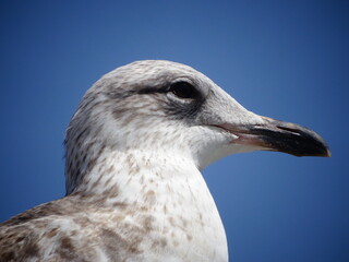 Cabeza de gaviota