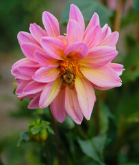 Obraz premium portrait of a pink and yellow flower with a bee on it