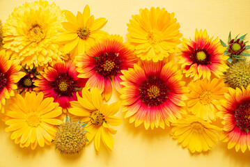 nice flowers on the yellow background