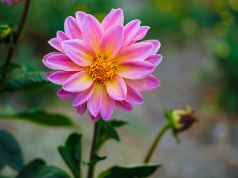 portrait of a pink and yellow flower
