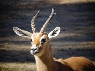 Fototapete Antilope Kleine Antilope