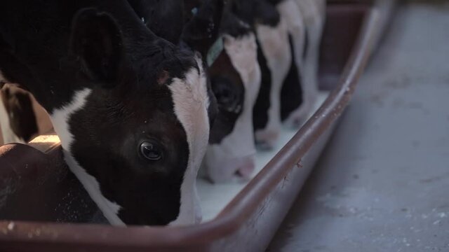 Young calves drink milk from a drinking bowl. 
Five young bulls stand in a row and drink milk from a drinking bowl.