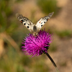 small appolo - butterfly