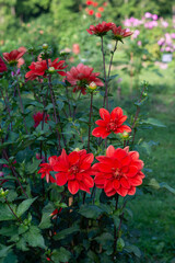 Obraz premium Red Dahlia variety Patricia Ann's Sunset flowering in a garden