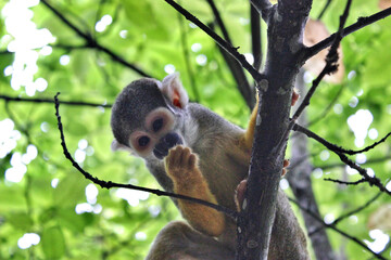 Fototapeta premium Singe de race ouistiti perché dans un arbre qui mange des baies dans le parc zoologique de la vallée des singes