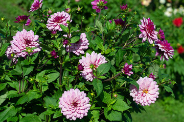 Purple Dahlia variety Lauren Michelle flowering in a garden