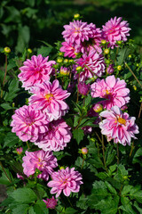  Pink Dahlia variety Onesta flowering in a garden