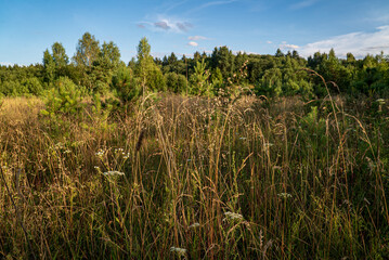 straw basket on the meadow