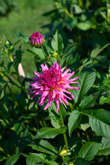 Obraz premium Pink Dahlia variety Lauma flowering in a garden