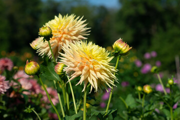 Yellow Dahlia variety Hana Hitosuji flowering in a garden