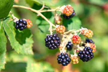 Himalayan Blackberry ready for picking in late spring to early summer